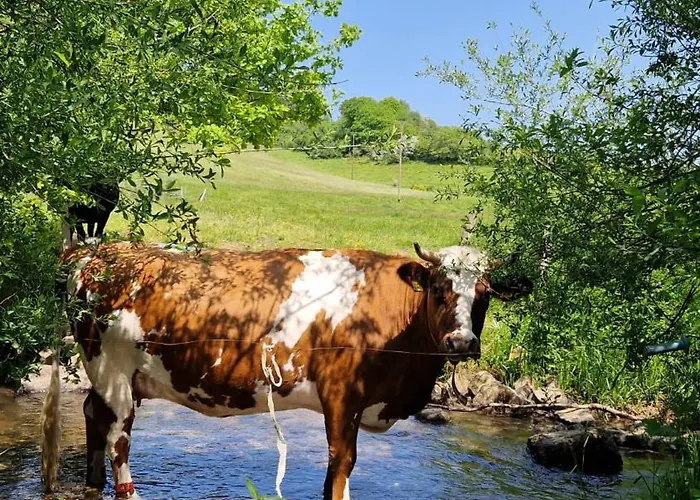 Wald&wiese Semesterbostad